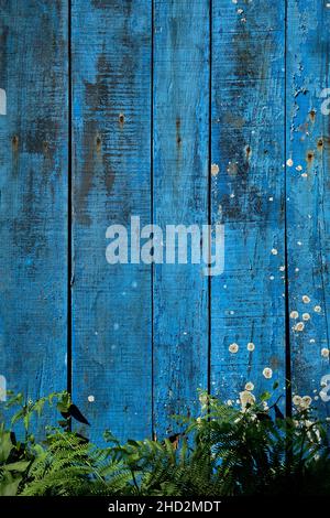 Old blue painted wooden planks wall with lichens and green fern fronds in the base, rustic background or texture Stock Photo