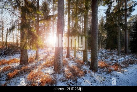 Forest at sunset, beautiful winter landscape. Stock Photo