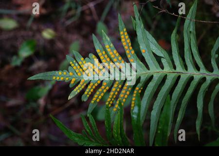 Limestone polypiody (Polypodium cambricum) fern green fronds with yellow sori on leaflets underside Stock Photo