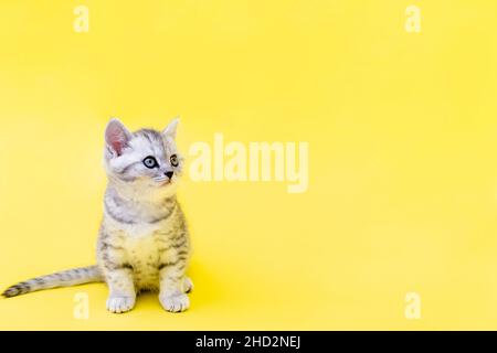 Portrait cute little funny striped Scottish fold grey Kitten cat sitting on yellow studio background. Copyspace for text Stock Photo