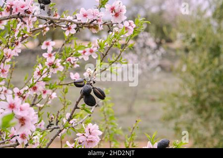 Blossoming almond tree (prunus dulcis) with fruits and green springtime new foliage Stock Photo