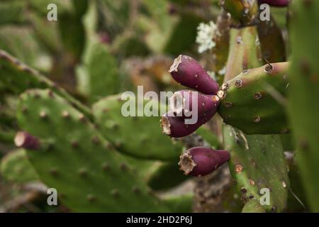 Detail of opuntia ficus indica or prickly pear with fruits Stock Photo