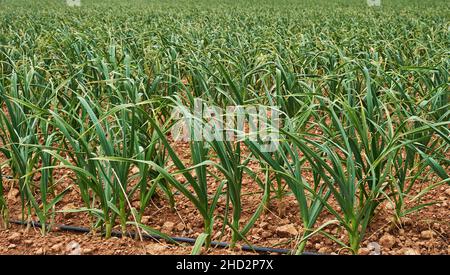 Green onions field, extensive farming Stock Photo