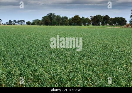 Green onions field, extensive farming Stock Photo