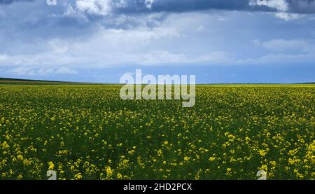 Blossoming rapessed fields with yellow flowers Stock Photo