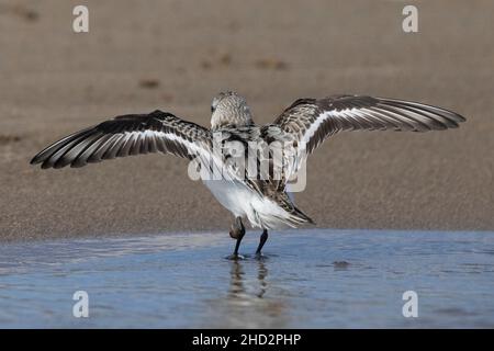 Sanderling (Calidris alba), side view of a juvenile seen from the back, Campania, Italy Stock Photo