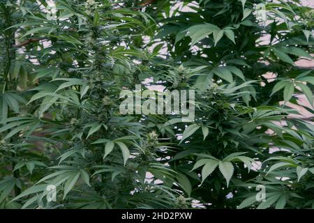 Female cannabis plants with blooming flowers and green leafy foliage Stock Photo