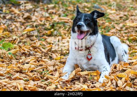 A short hair border collie dog lying in leaves autumn fallen from trees. She has a red collar and work tags (text removed). Her mouth is open. Stock Photo