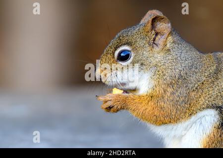 A small red squirrel eats a shelled peanut. Close view from the side, only top half of squirrel visible. Stock Photo