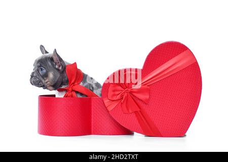 Merle French Bulldog dog puppy in Valentine's Day gift box in shape of red heart on white background Stock Photo