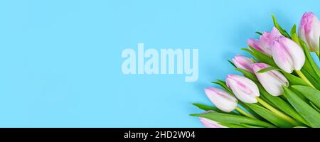 Banner with bouquet of white tulip spring flowers with pink tips in corner of blue background with copy space Stock Photo