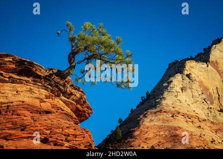 Lone Piñon Pine tree clings to rocks in Zion National Park Stock Photo