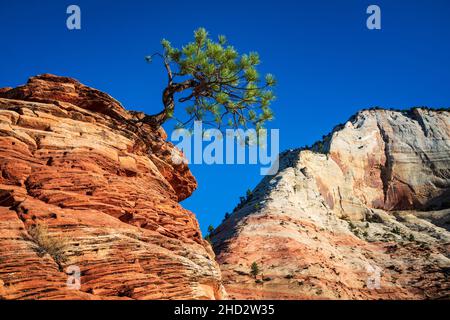 Lone Piñon Pine tree clings to rocks in Zion National Park Stock Photo