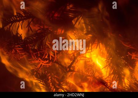 Cleaning after Christmas. Spruce branches burning in the fireplace after Christmas. Ecological use of wood after the holidays. Close-up. Stock Photo