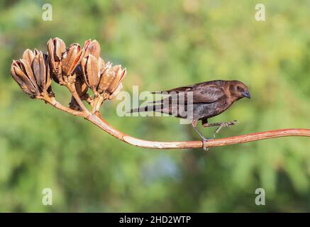 Brown-headed Cowbird closeup in low light on black background Stock ...