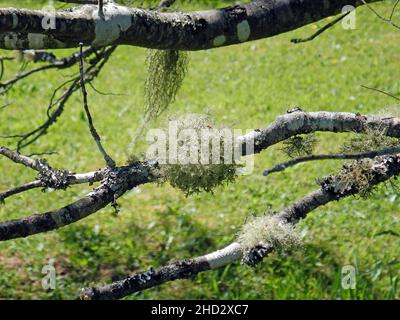 Closeup shot of moss and lichen on branches Stock Photo