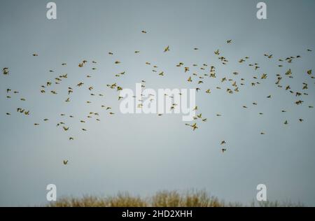 a flock of hundreds of Goldfinches (Carduelis carduelis) on the wing flying in a winter sky over Salisbury Plain Wiltshire UK Stock Photo