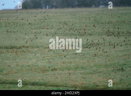 a flock of hundreds of Goldfinches (Carduelis carduelis) on the wing flying in a winter sky over Salisbury Plain Wiltshire UK Stock Photo