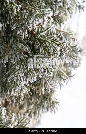 Fir twigs covered in hoarfrost in a winter. Close-up Stock Photo