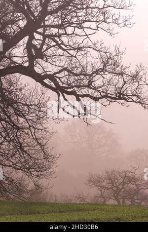 Detail of an old tree branches of british countryide at hazy sunset. aken at the warmest New Years Day recorded in UK Stock Photo