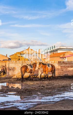 Vertical shot of domestic horses in a rural area Stock Photo