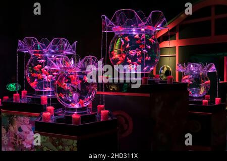 tokyo, japan - july 18 2021: Japanese multihued goldfishes with long tails swimming in multiple glass aquarium fish bowls displayed in the Art Aquariu Stock Photo