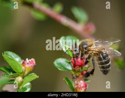 Close-up of a honey bee feeding on the flowers of the Rock Cotoneaster Stock Photo