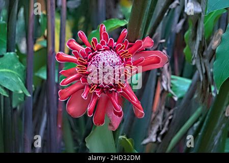 Beautiful red torch ginger (Etlingera elatior) flower, Volcan Tenorio National Park, Costa Rica Stock Photo