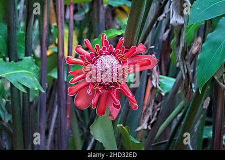 Beautiful red torch ginger (Etlingera elatior) flower, Volcan Tenorio National Park, Costa Rica Stock Photo