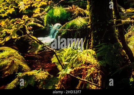 Becky Falls, small woodland waterfall with mosses and ferns Stock Photo