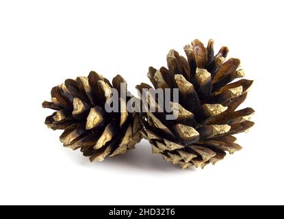 Pine cones isolated on white background Stock Photo
