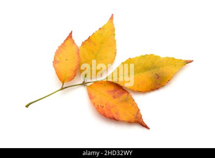 Yellow ash leaves isolated on white background. Stock Photo