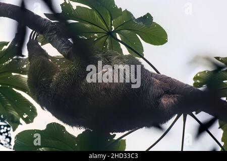 Brown three-toed sloth (Bradypus variegatus), Monteverde Cloud Forest Reserve, Costa Rica Stock Photo