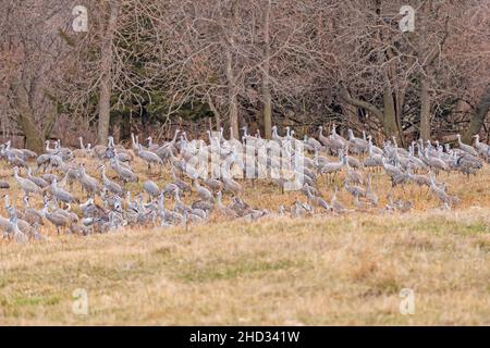 Sandhill Cranes Resting on a Sheltered Hillside near the Platte River and Kearney, Nebraska Stock Photo