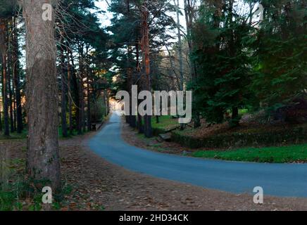 panoramic mountain road curved and straight with trees on the sides Stock Photo