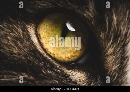 Closeup of big green cat eye. Macro photo Stock Photo