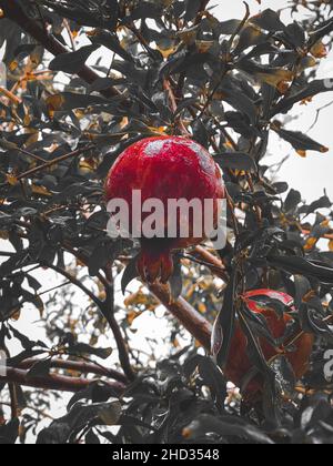 Selective focus shot of pomegranates growing on the tree Stock Photo