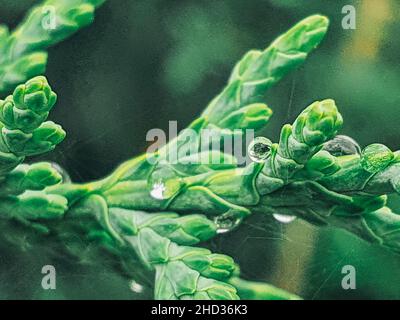 Macro of waterdrops on conifers leaves Stock Photo