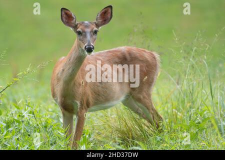 Close-up of white-tailed deer (Odocoileus virginianus) in meadow looking at camera. Stock Photo