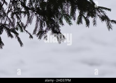 Closeup of branches of spruce on a white blurry background Stock Photo