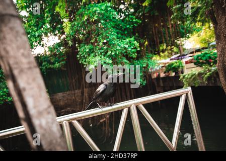 Raven on the railing; streets of Bangkok, Thailand Stock Photo