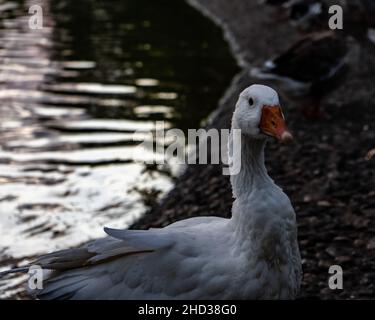 Closeup shot of a white goose on a lake shore Stock Photo