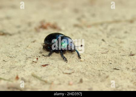Close-up shot of a dor beetle insect on the sand Stock Photo