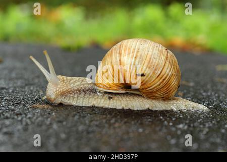 Close-up shot of a snail on the wet asphalt on a rainy day Stock Photo