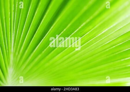 Green palm tree leaf closeup art background, tropical leaves texture, abstract natural blur backdrop, plant foliage botanical pattern, spring summer Stock Photo