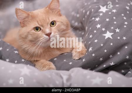 Fluffy ginger cat on a gray bedspread.  Stock Photo