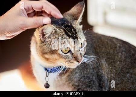 Human hand stroking a gray tabby cat Stock Photo