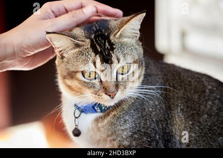 Human hand stroking a gray tabby cat Stock Photo