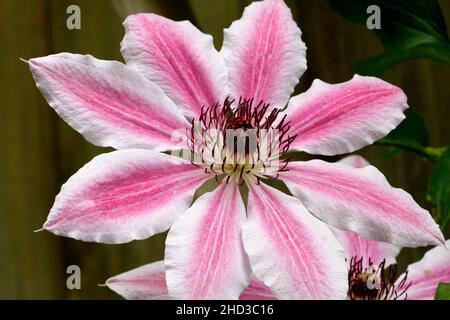 A close-up of a pink and white flower of a cultivated 'Nelly Moser' clematis plant/vine in a garden in Nanaimo, Vancouver Island, BC, Canada in June Stock Photo