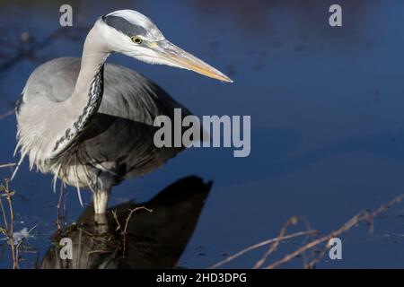 A grey heron (Ardea cinerea) in a stream in Izumi no Mori park, Kanagawa, Japan Stock Photo